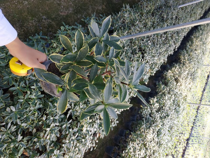 金边瑞香18杯种植户直销一手货源视频看货放心选购全国发货