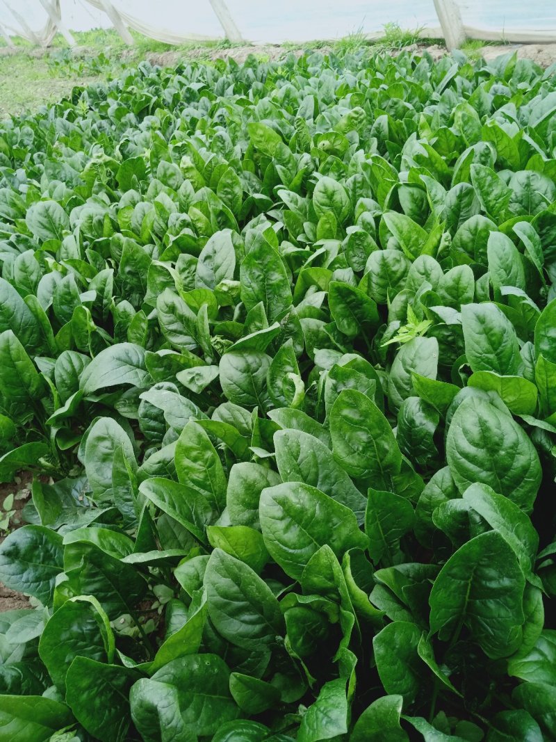 菠菜黑油亮圆叶20~25厘米，需要的联系，上货快，走货