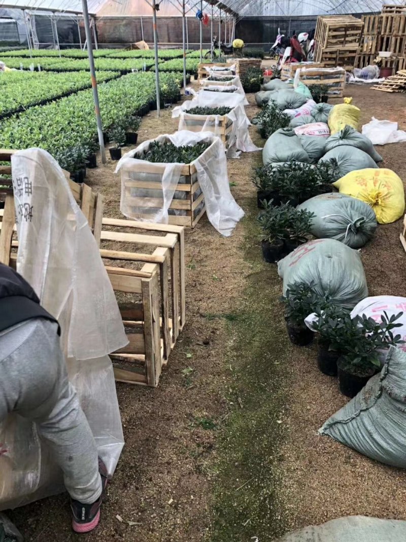 金边瑞香18杯种植户直销一手货源视频看货放心选购全国发货