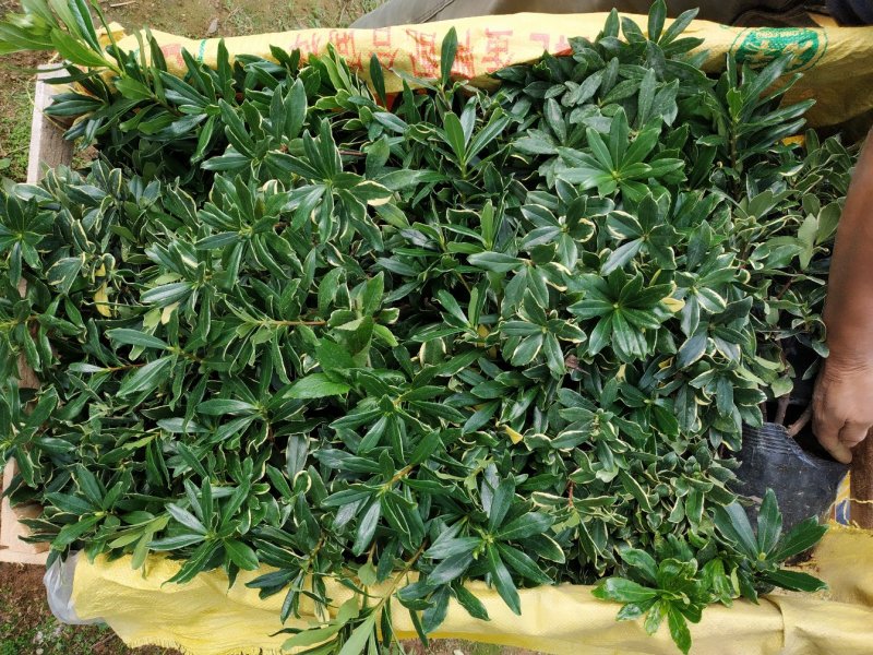 金边瑞香18杯种植户直销一手货源视频看货放心选购全国发货