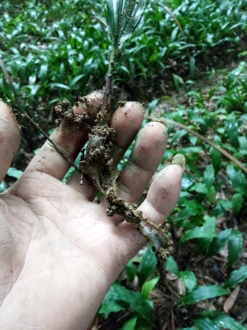 山慈姑