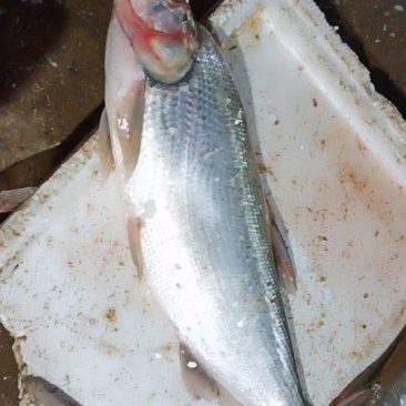 鄱阳湖野生鱼