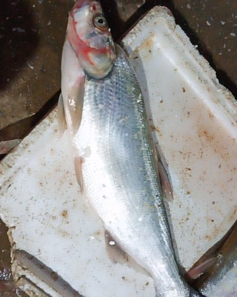 鄱阳湖野生鱼