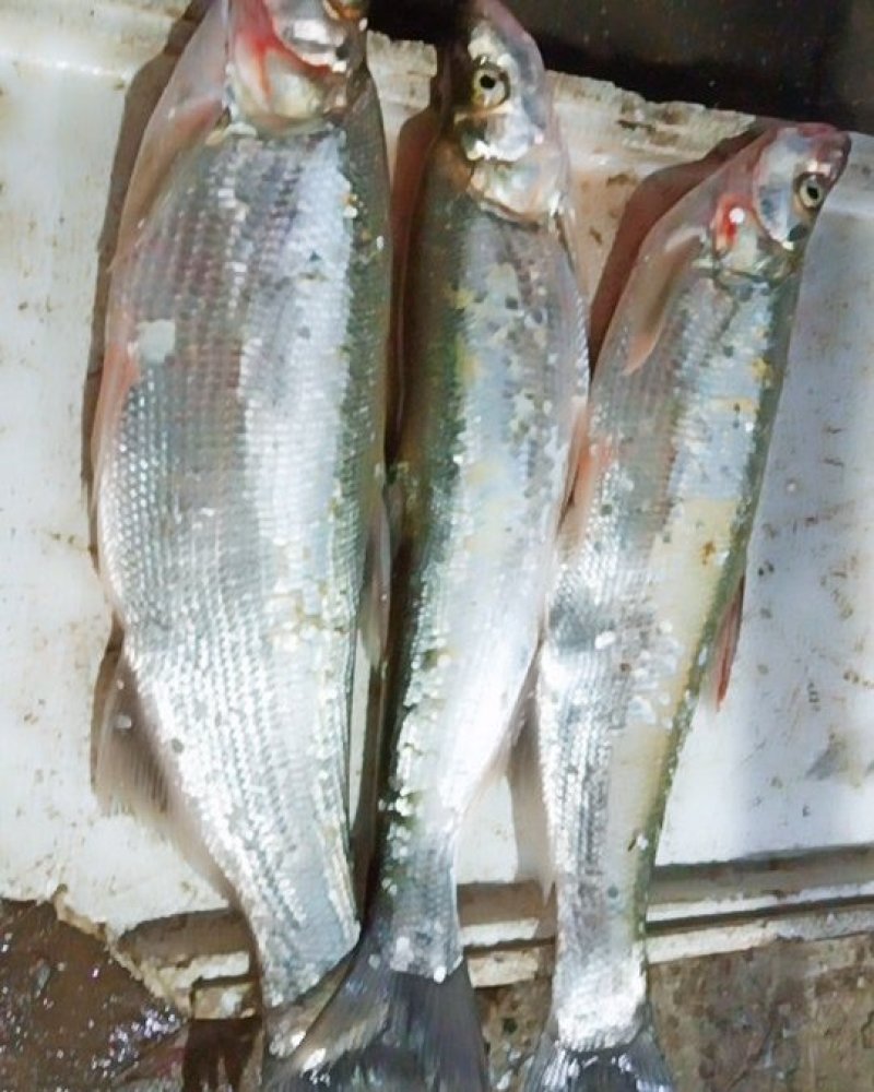 鄱阳湖野生鱼