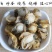 扇贝肉干500g淡干无盐糖全贝干全贝肉瑶柱带裙边珍珠贝
