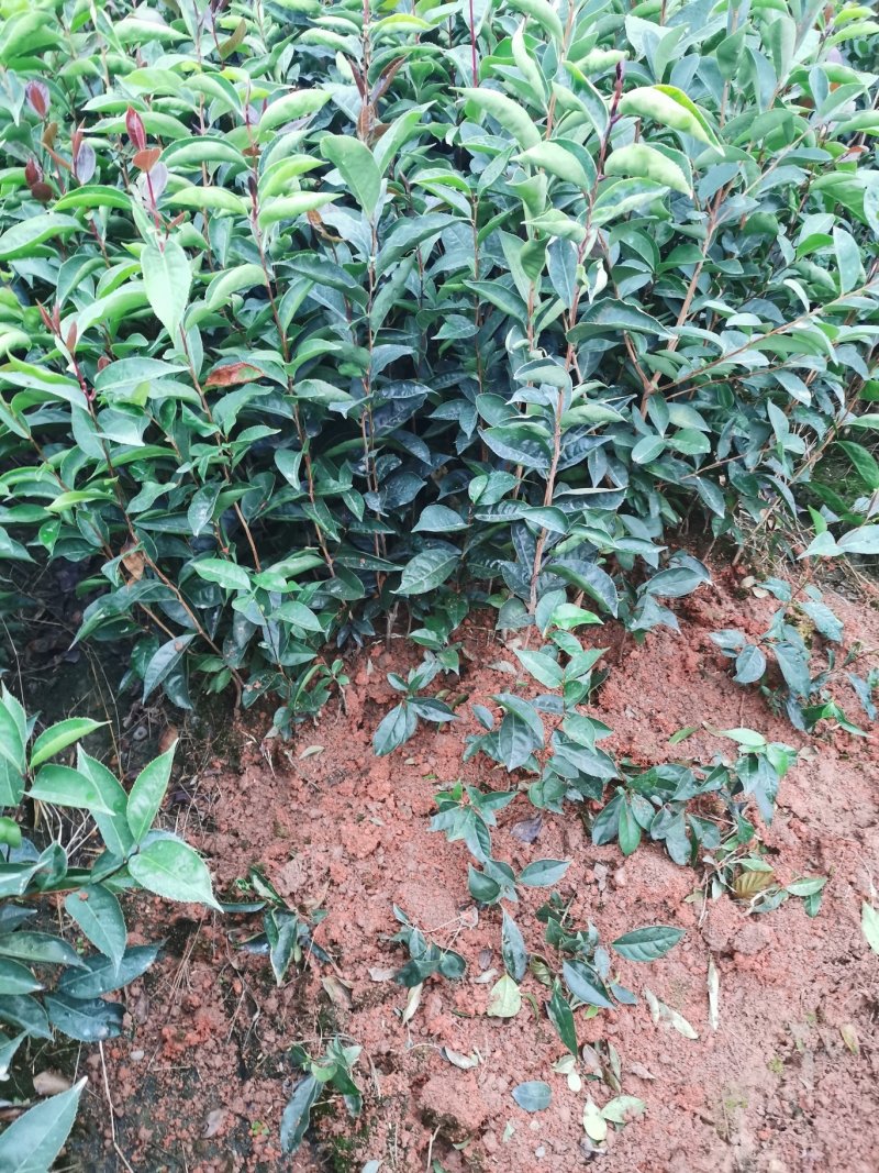 红花油茶苗20-80大果红花油茶