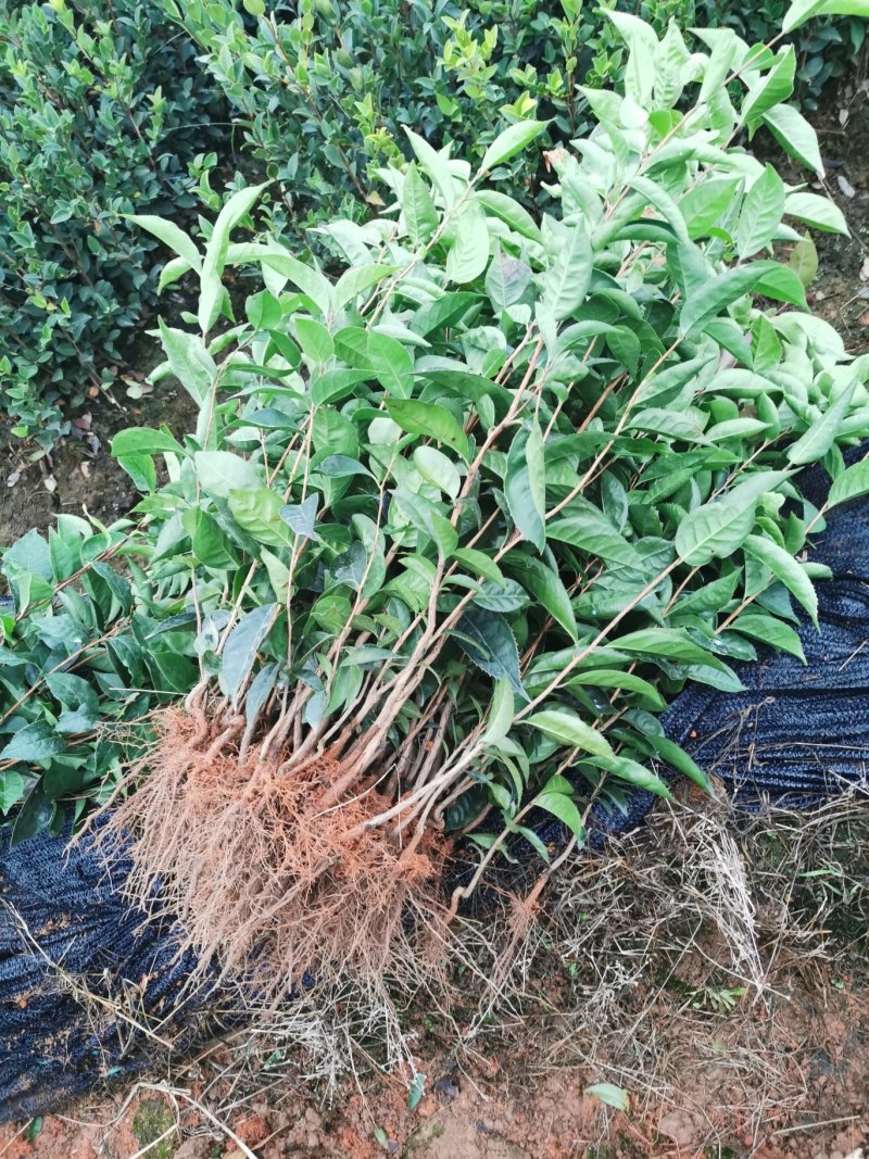 红花油茶苗20-80大果红花油茶