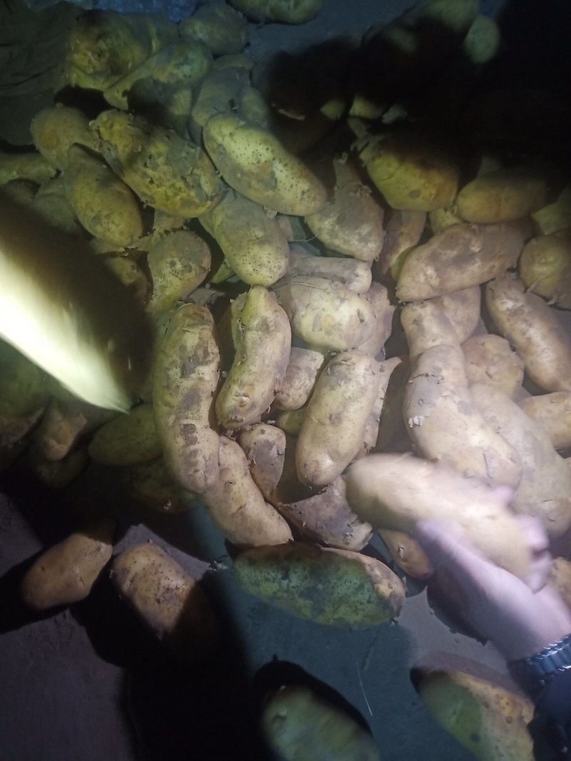 优质荷兰，尤金，黄金薯沃土五，实验一，V7等优质商品种子