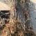 嫁接苹果苗矮化烟富0-8-10品种齐全当年结果