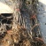 嫁接苹果苗矮化烟富0-8-10品种齐全当年结果