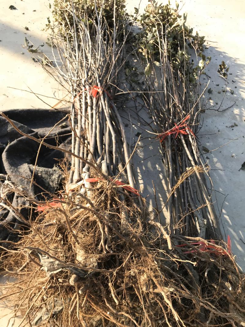 嫁接苹果苗矮化烟富0-8-10品种齐全当年结果
