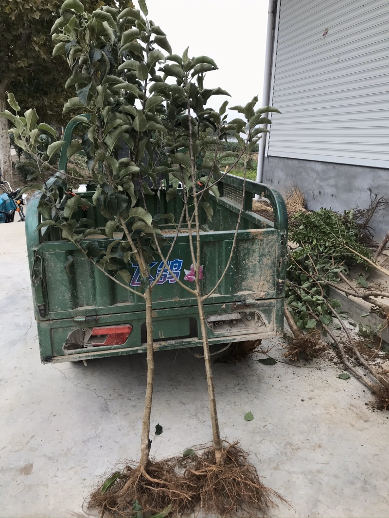 嫁接苹果苗矮化烟富0-8-10品种齐全当年结果
