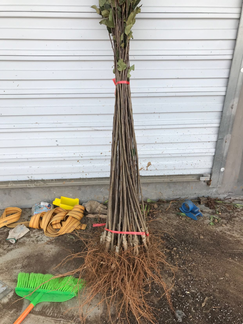 嫁接苹果苗矮化烟富0-8-10品种齐全当年结果