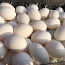 出售鸭照蛋.松花蛋.双黄蛋.桶装鹅蛋，