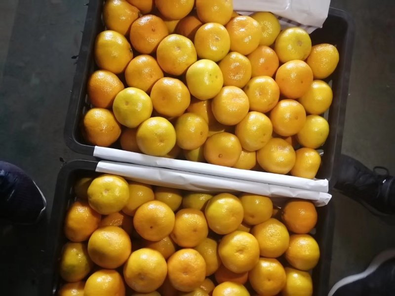 湖北早熟蜜橘大量上市，农户一手货皮薄果大口感纯甜