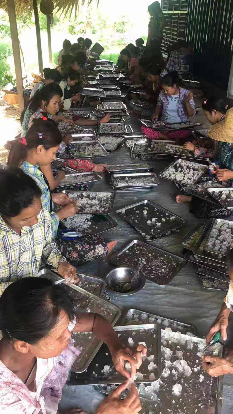 拉丝雪燕品质保障产地直销量大从优让您放心购买