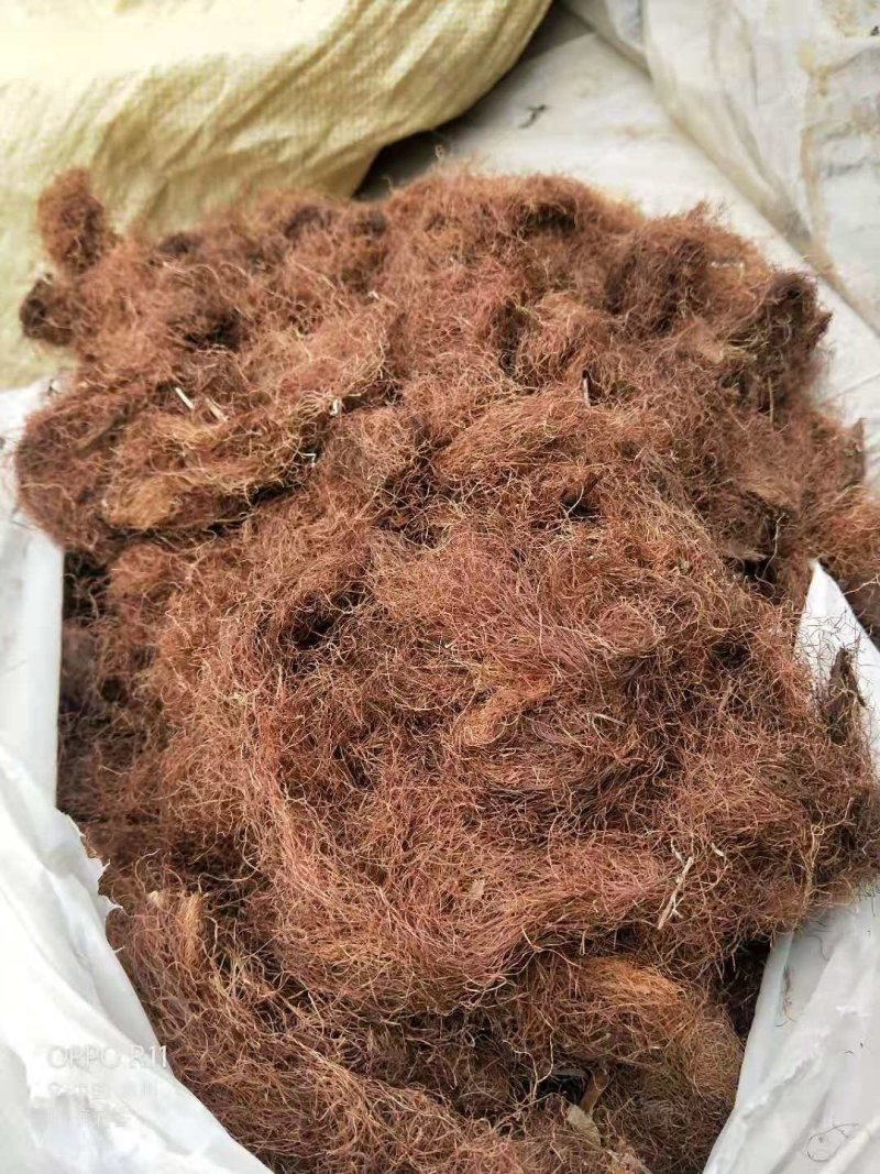 玉米须