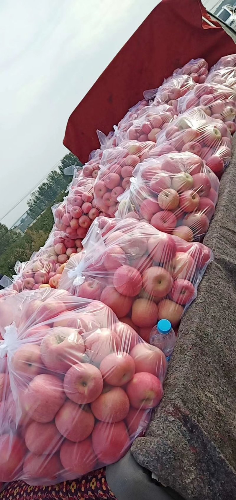（热销）栖霞红富士苹果全红条纹通通有货，抓紧时间抢货