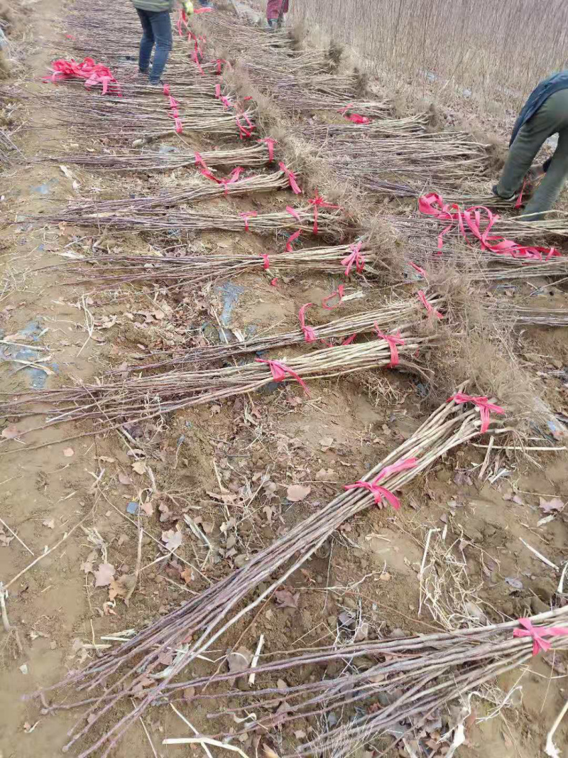 山楂苗，山楂树，大金星山楂苗，红果苗，山楂
