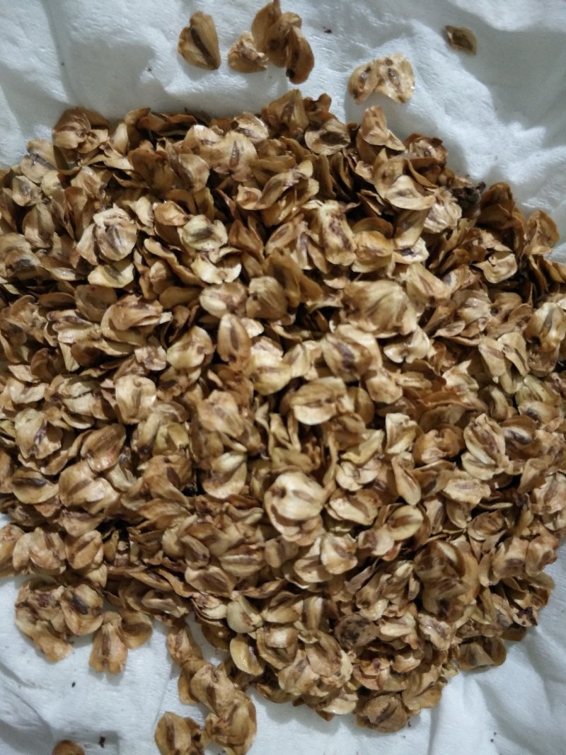 水杉种子，当年水杉种子，发芽率高，90%以上
