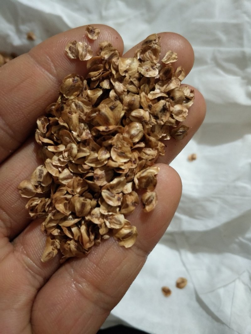 水杉种子，当年水杉种子，发芽率高，90%以上