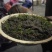 水杉种子，当年水杉种子，发芽率高，90%以上