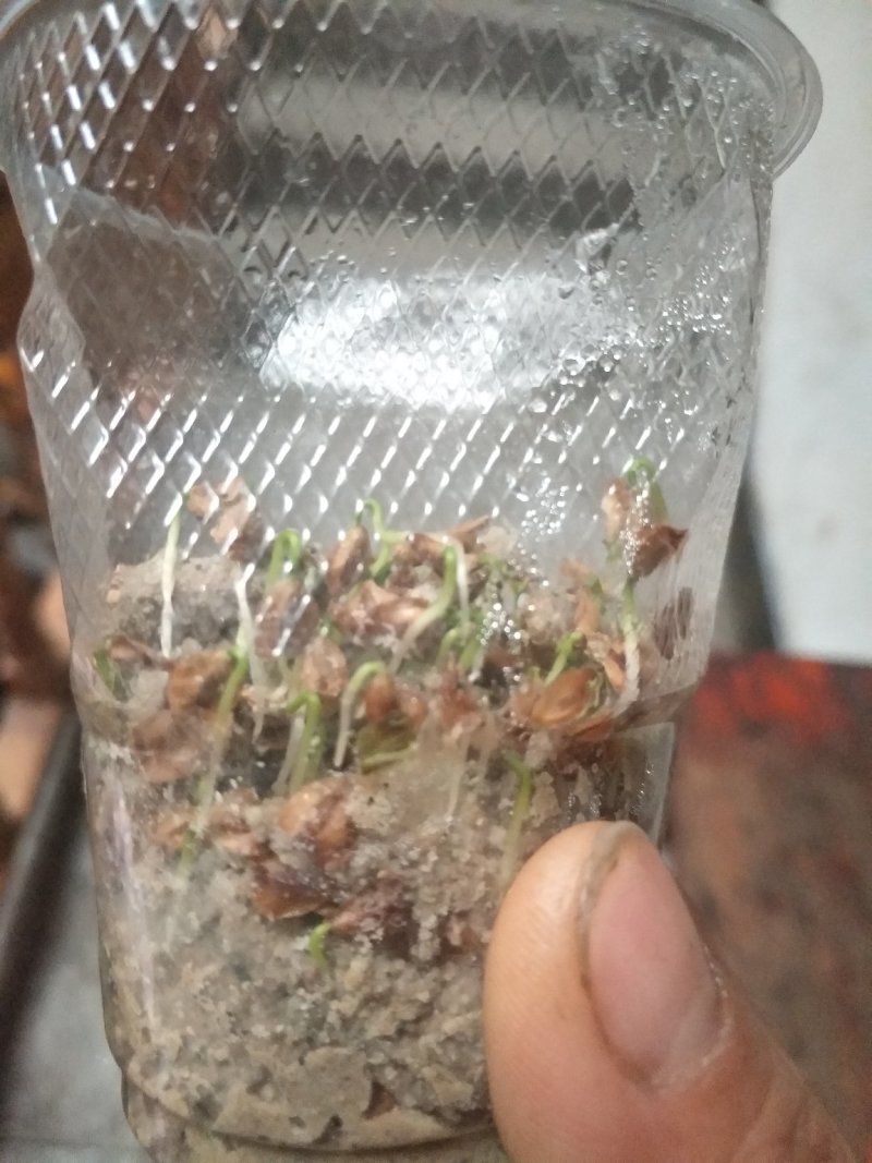水杉种子，当年水杉种子，发芽率高，90%以上