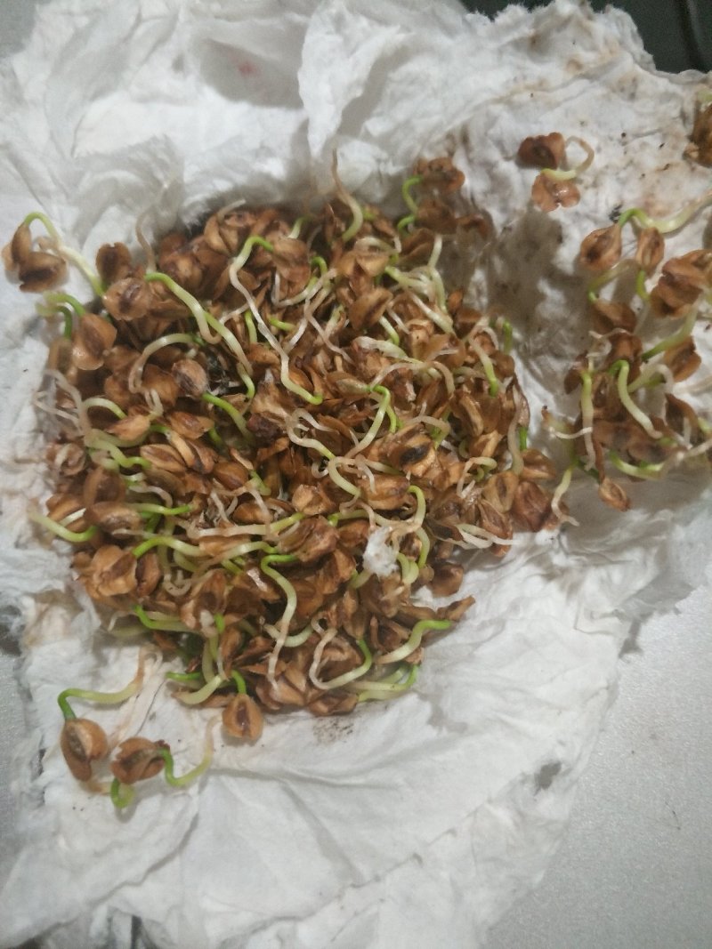 水杉种子，当年水杉种子，发芽率高，90%以上