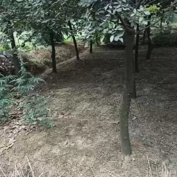 【精品】江苏优质朴树基地直供包技术一条龙服务