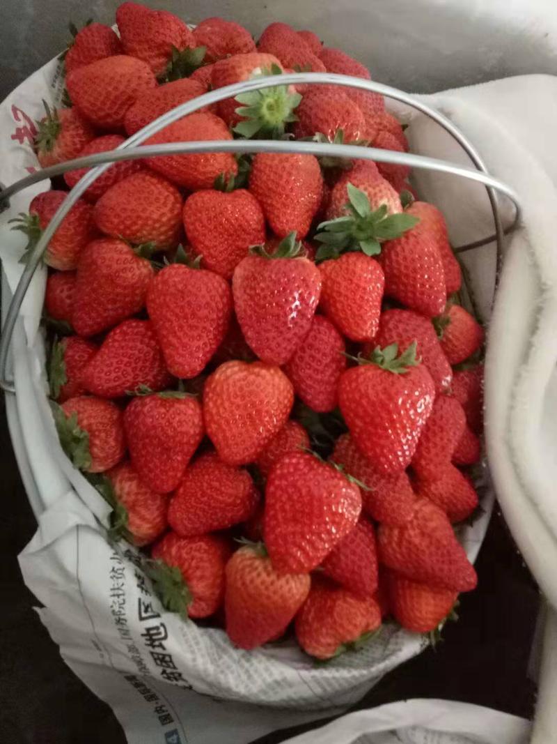 大量供应长丰红颜草莓，有需要的老板可以联系我
