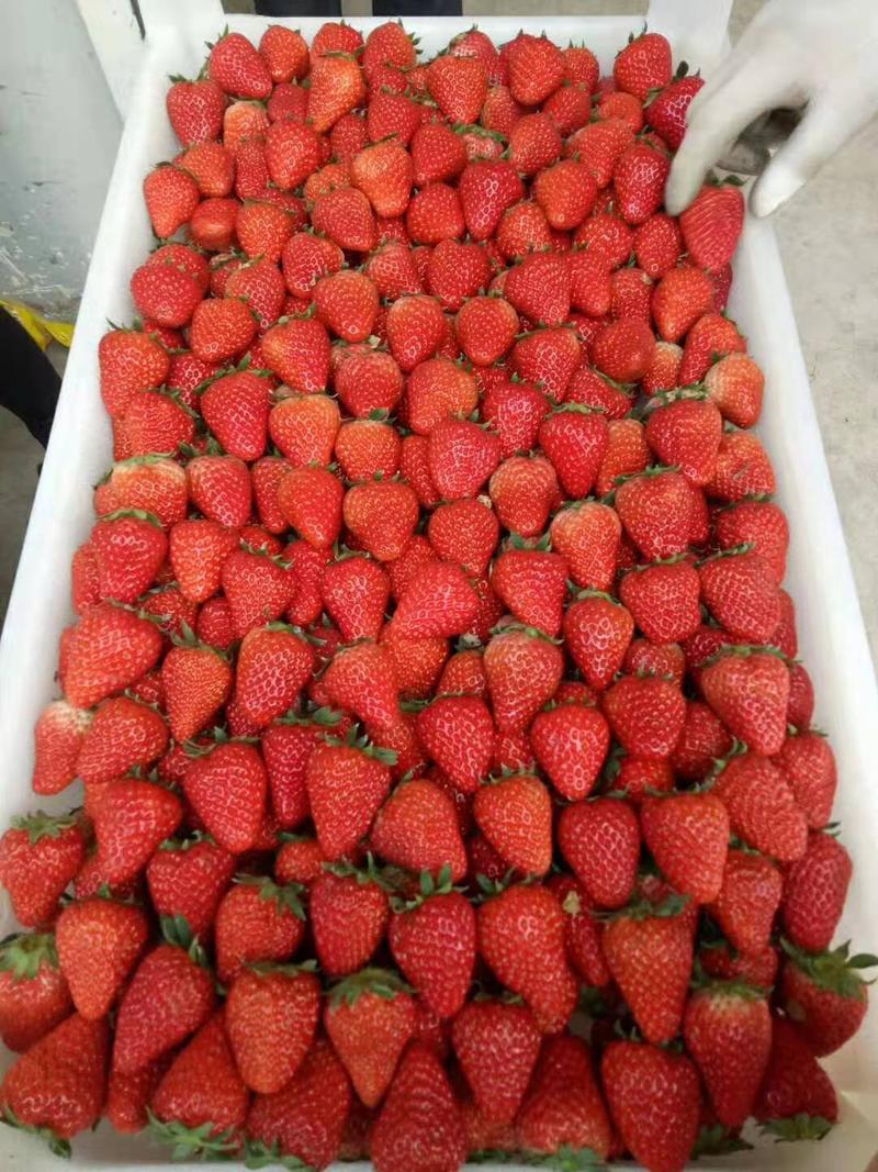 大量供应长丰红颜草莓，有需要的老板可以联系我