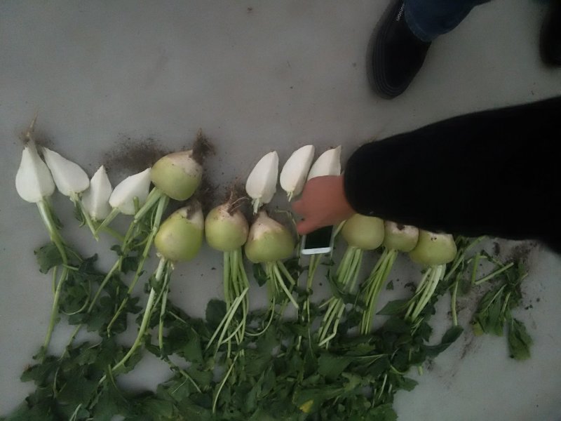 大量供应头菜芥菜