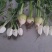大量供应头菜芥菜