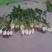 大量供应头菜芥菜