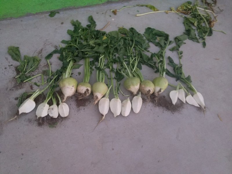 大量供应头菜芥菜