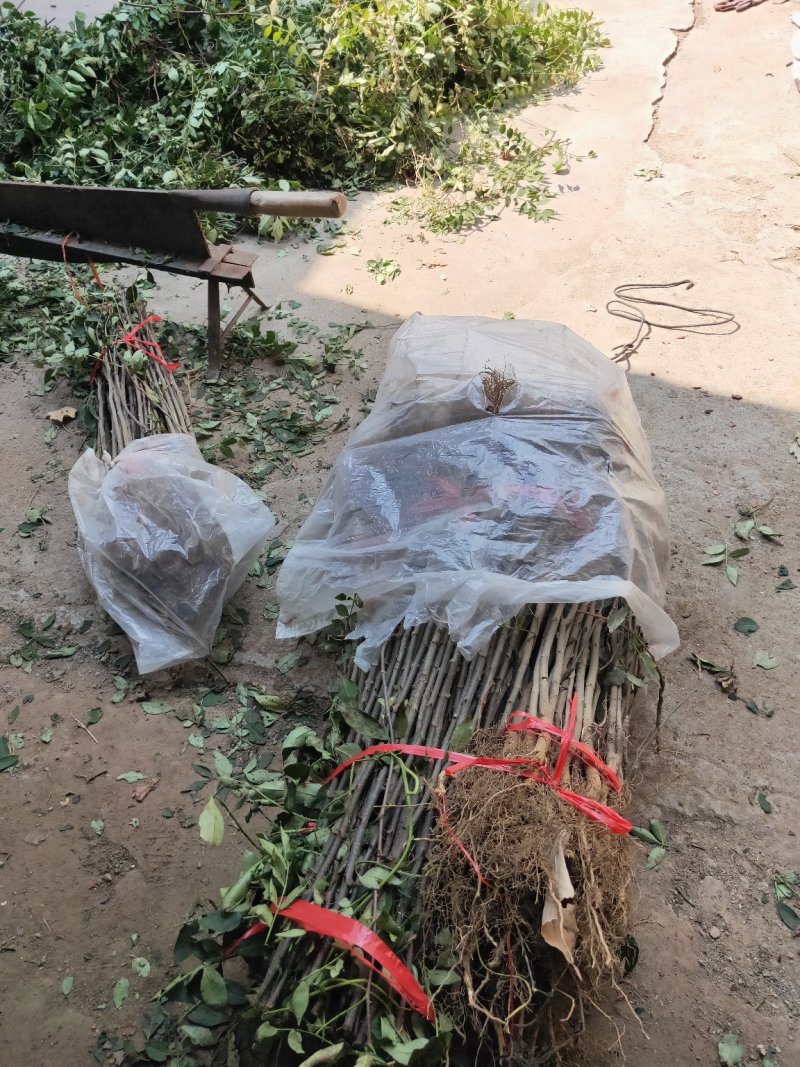 大红袍花椒苗花椒树苗凤椒小苗产量高种子出芽率高