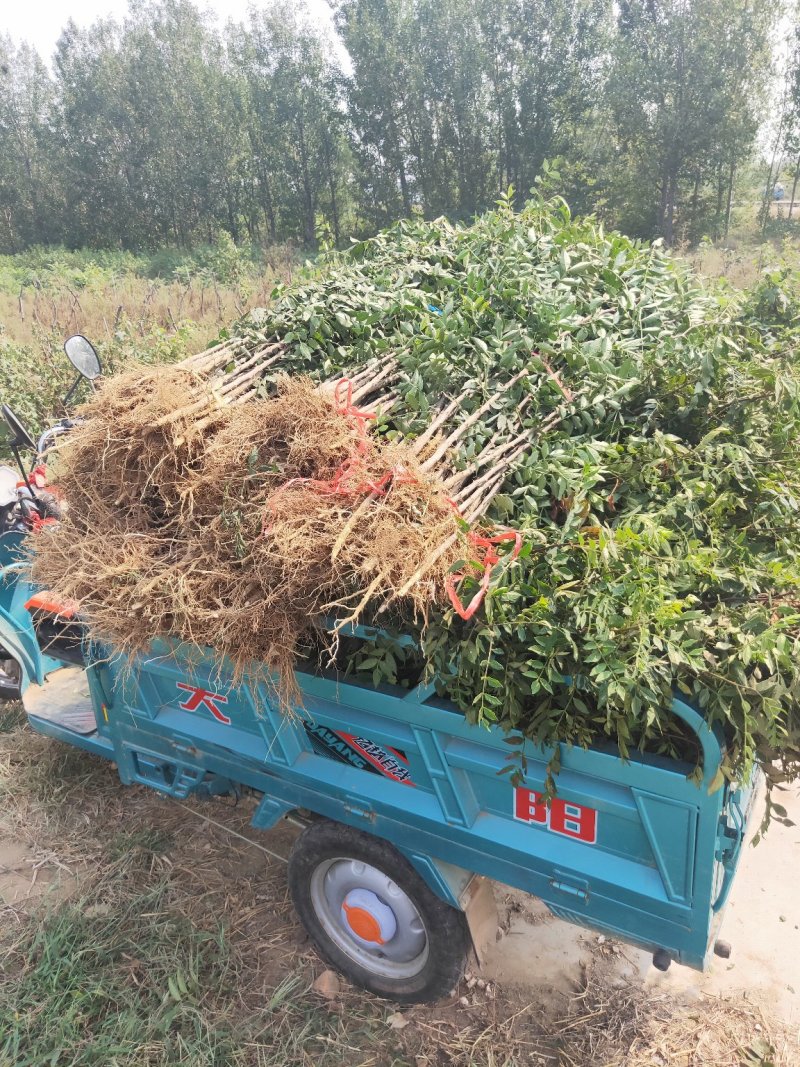 大红袍花椒苗花椒树苗凤椒小苗产量高种子出芽率高