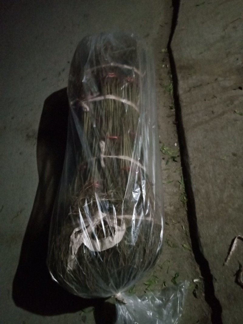 石榴苗千层花石榴软仔石榴果石榴南北种植包邮