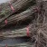 石榴苗千层花石榴软仔石榴果石榴南北种植包邮