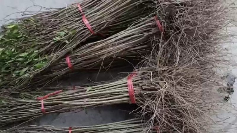 石榴苗千层花石榴软仔石榴果石榴南北种植包邮