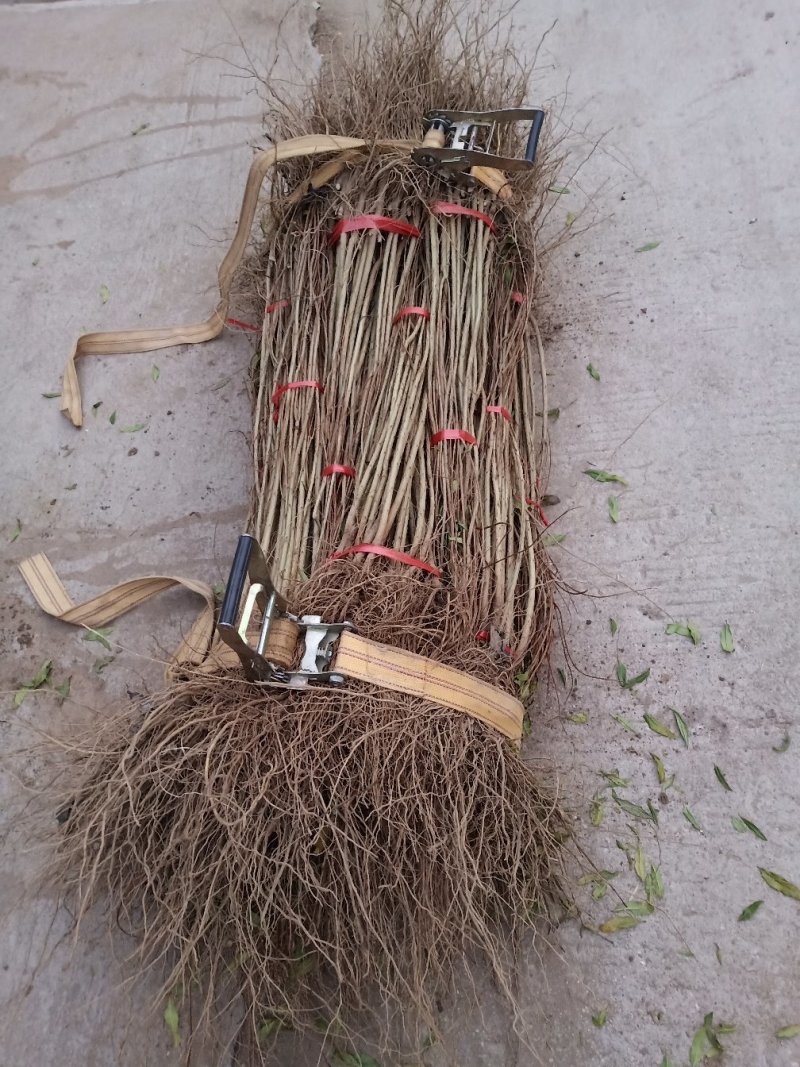 石榴苗千层花石榴软仔石榴果石榴南北种植包邮