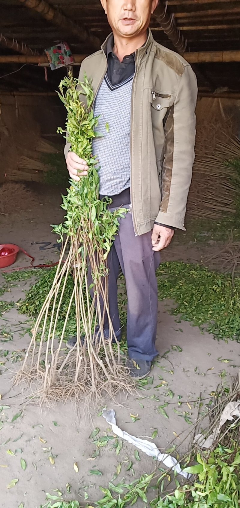 石榴苗千层花石榴软仔石榴果石榴南北种植包邮