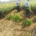 石榴苗千层花石榴软仔石榴果石榴南北种植包邮