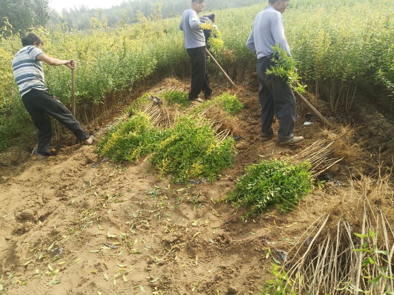 石榴苗千层花石榴软仔石榴果石榴南北种植包邮