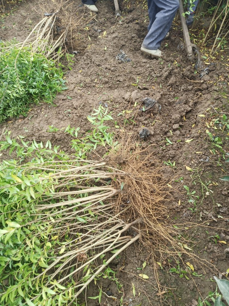 石榴苗千层花石榴软仔石榴果石榴南北种植包邮