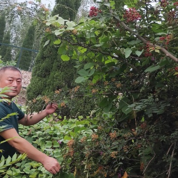 苗木种苗红麻椒树苗包成活，价格便宜花椒树苗