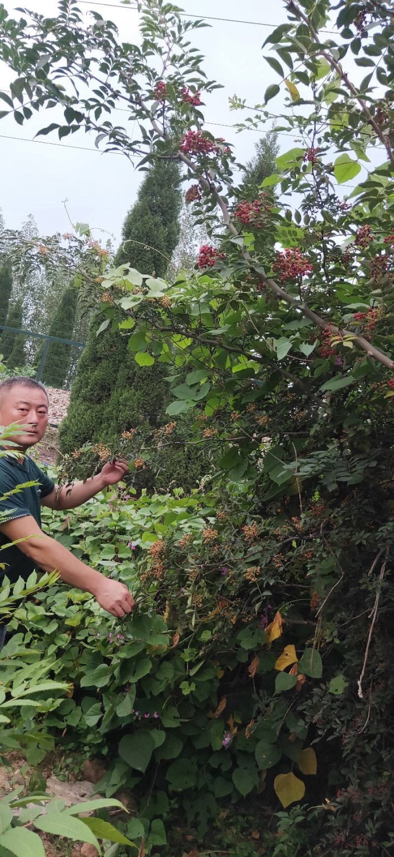 苗木种苗红麻椒树苗包成活，价格便宜花椒树苗