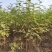 苗木种苗红麻椒树苗包成活，价格便宜花椒树苗