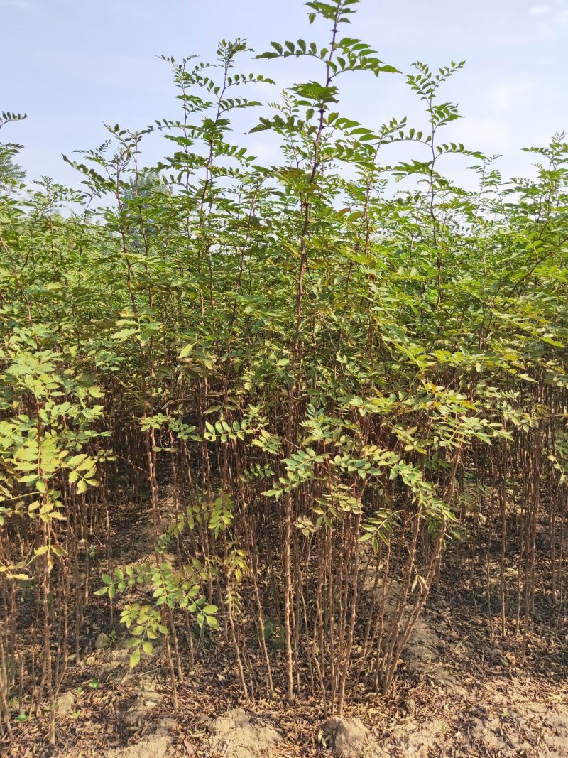 苗木种苗红麻椒树苗包成活，价格便宜花椒树苗