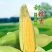 白玉米